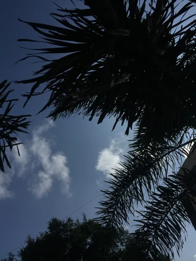 Silhouette of palm fronds against a cloudy blue sky