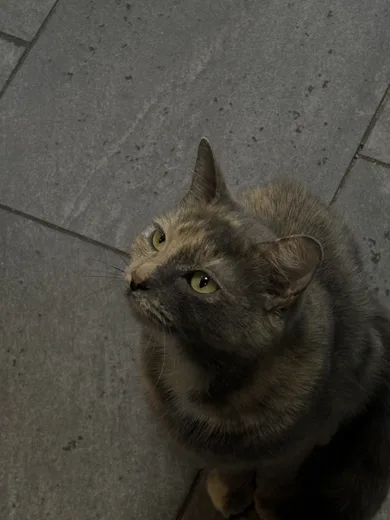 A tabby cat looking up from a stone pavement