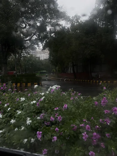 Pink and white flowers in a rainy park